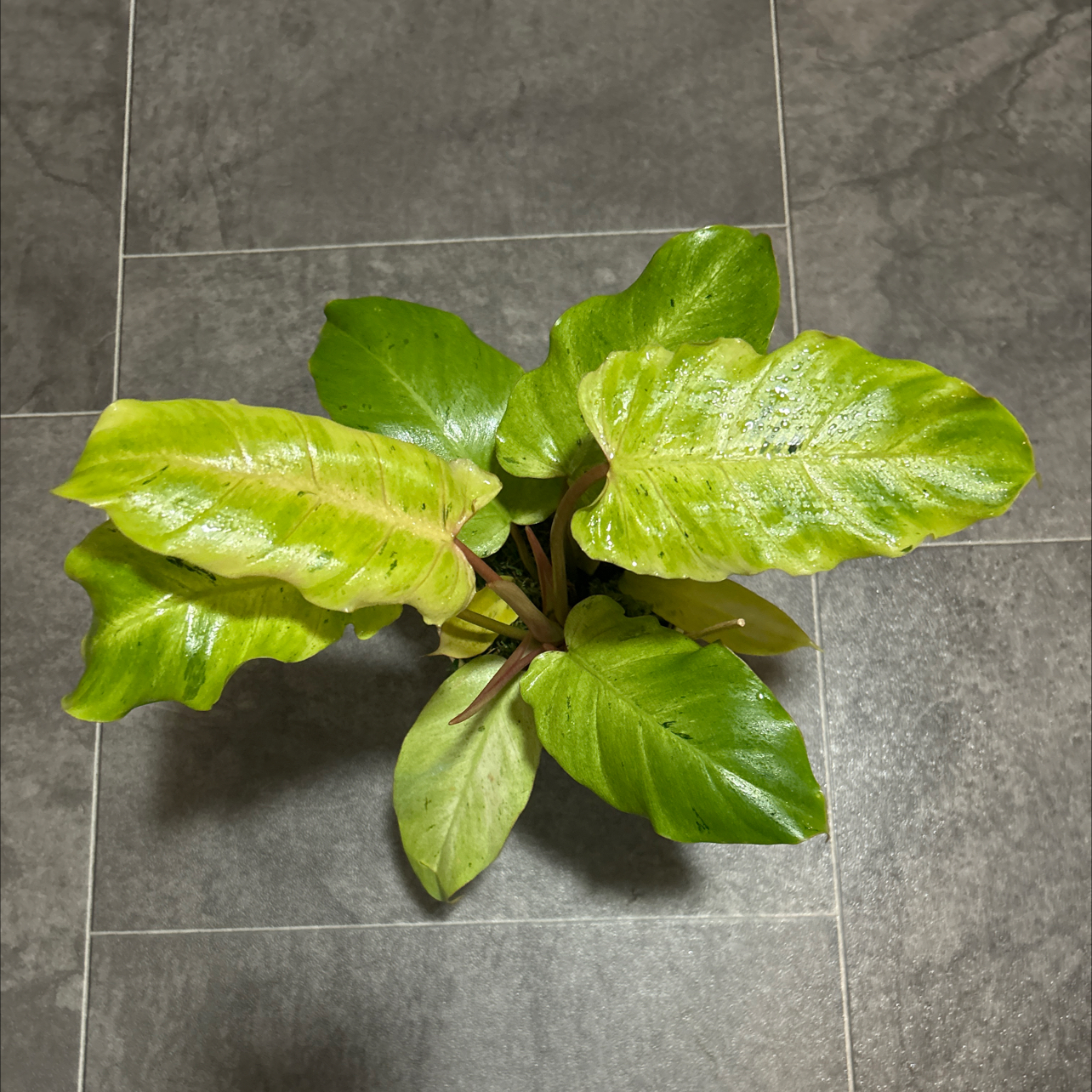 Photo of the plant species Snowdrift by @GuruGermander65 named Aria on Greg, the plant care app