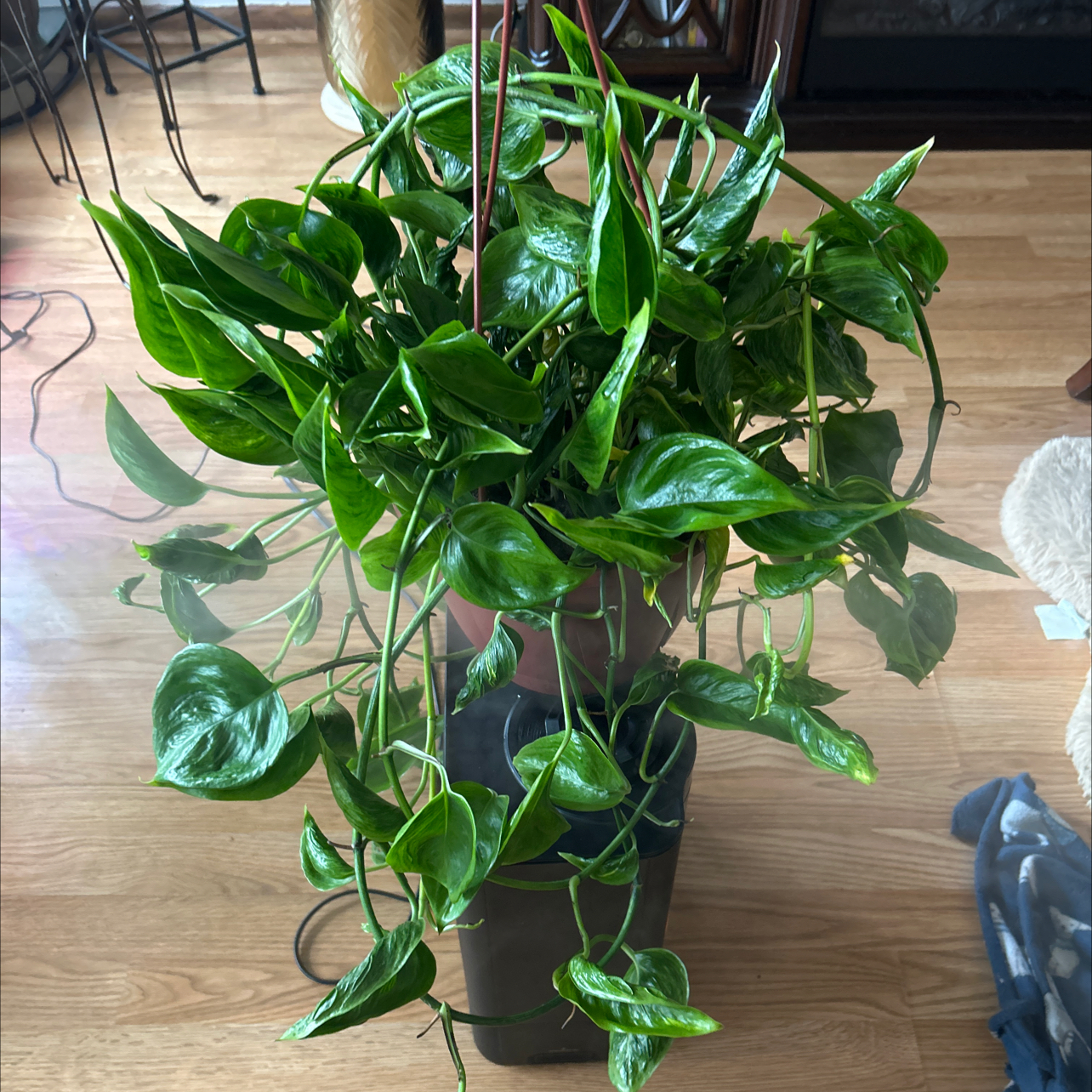 Photo of the plant species Pothos 'Shangri La' by @GuruGermander65 named Shang-low on Greg, the plant care app