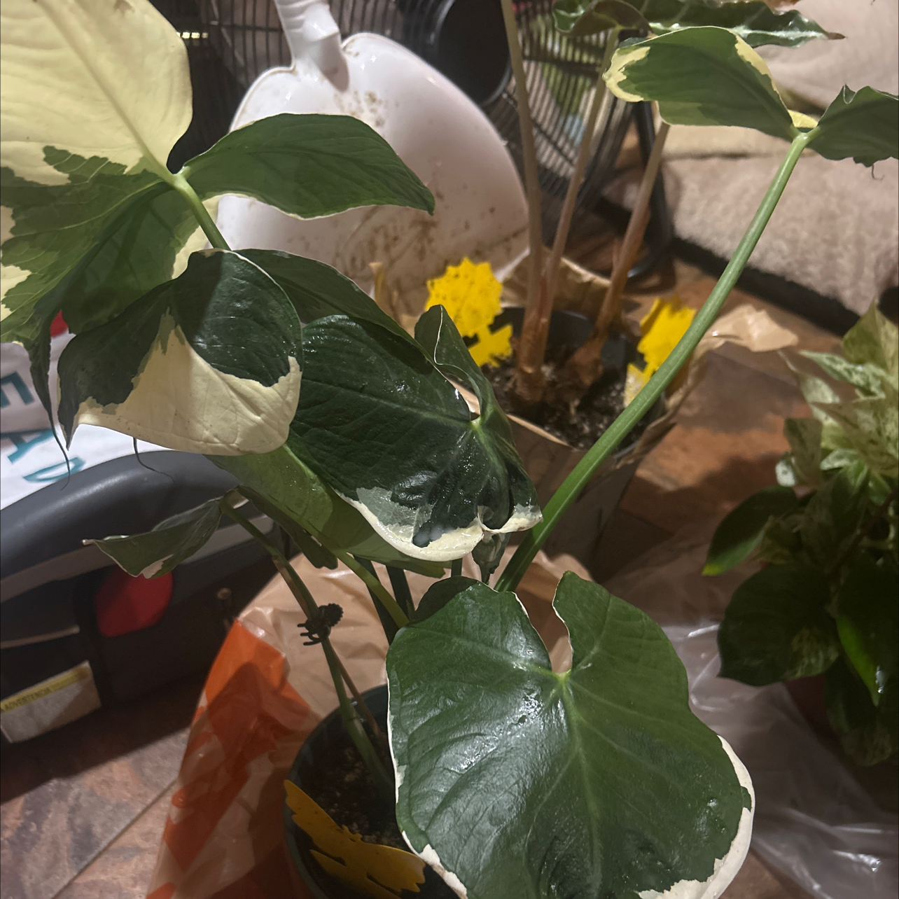 Photo of the plant species Pocket Plant by @GuruGermander65 named Willow on Greg, the plant care app