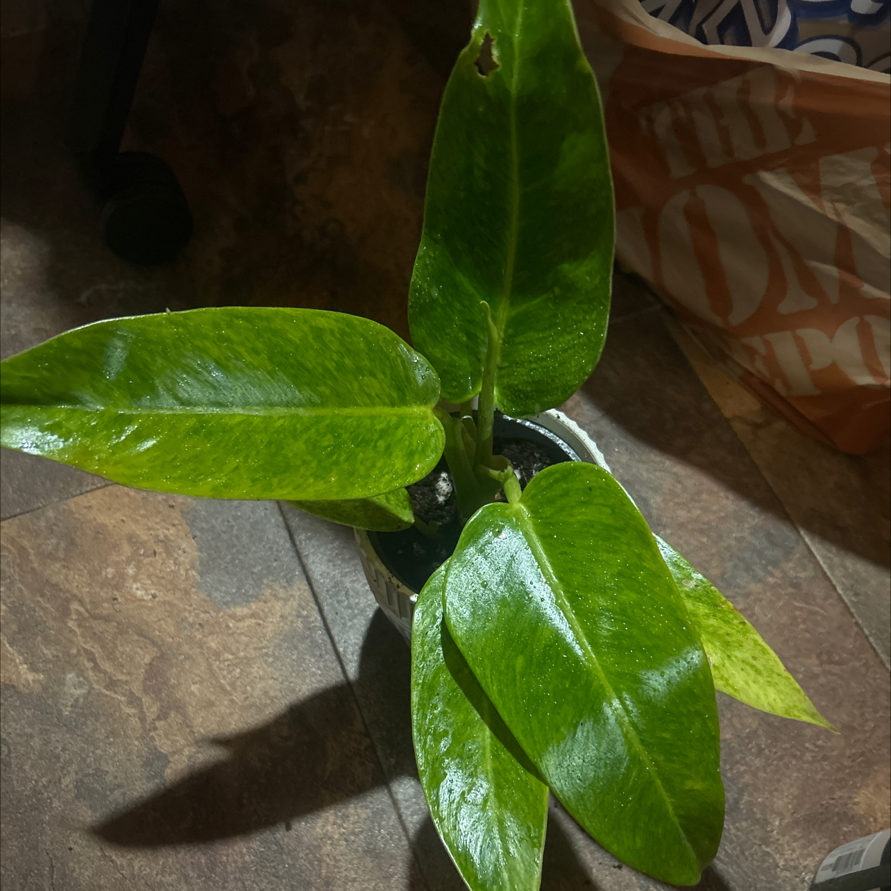 Photo of the plant species Philodendron Calkins Gold by @GuruGermander65 named Navajo on Greg, the plant care app