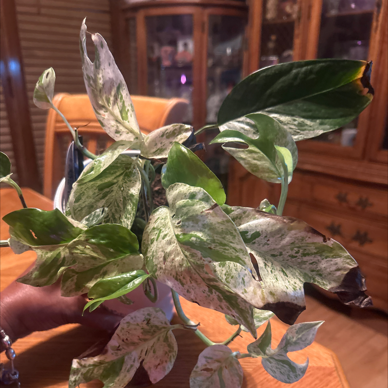 Photo of the plant species Variegated Epipremnum pinnatum by @GuruGermander65 named Elina on Greg, the plant care app