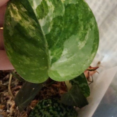Photo of the plant species Scindapsus pictus ‘Mangurai’ by @RealKoa38 named Scindapsus pictus mangurai on Greg, the plant care app