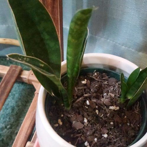 Photo of the plant species Whalefin Snake Plant by @RealKoa38 named Dwarf whalefin on Greg, the plant care app