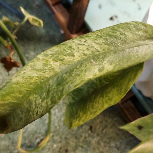 Photo of the plant species Philodendron giganteum Variegated Blizzard by @RealKoa38 named Coco on Greg, the plant care app
