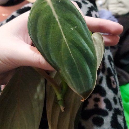 Photo of the plant species Philodendron Gigas by @RealKoa38 named Wall-E on Greg, the plant care app