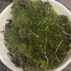 Photo of the plant species Large White-Moss by @FabAlfalfa78 named Hamilton on Greg, the plant care app