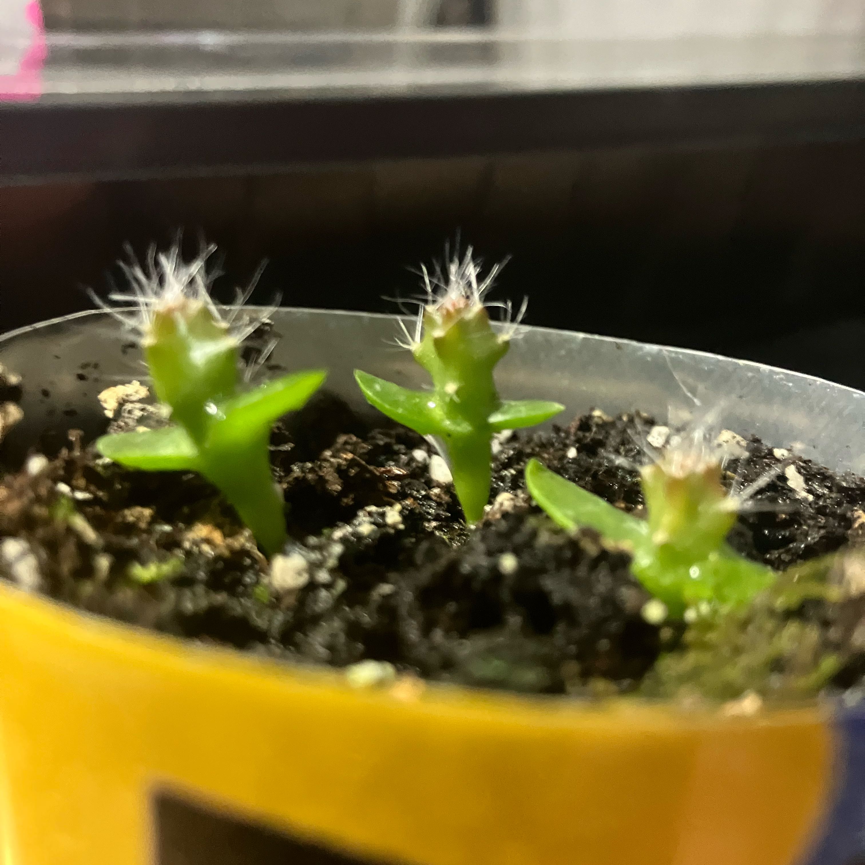 Photo of the plant species Red Dragon Fruit by @FabAlfalfa78 named Delilah on Greg, the plant care app