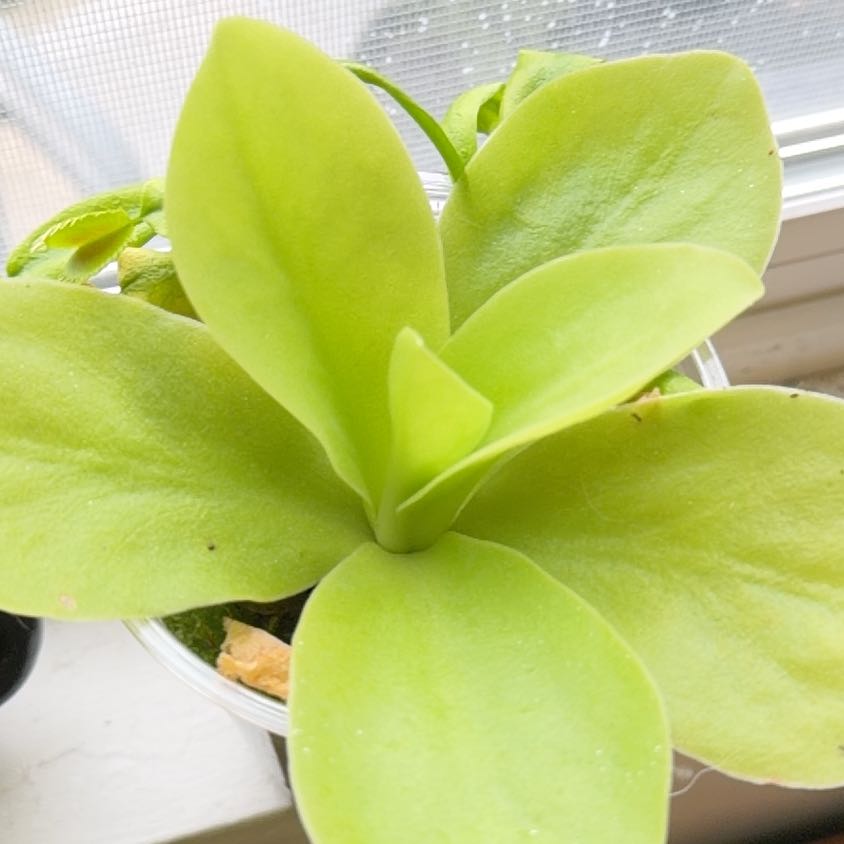 Photo of the plant species Giant Butterwort by @EagerPothos43 named Bieber on Greg, the plant care app