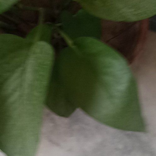 Photo of the plant species Beach Moning Glory by @AliveGinseng25 named Sproutacus on Greg, the plant care app