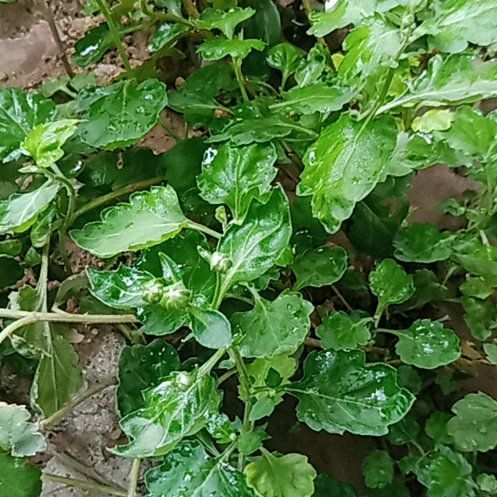 Photo of the plant species Australian-Spinach by @AliveGinseng25 named Homer on Greg, the plant care app