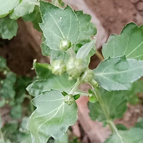 Photo of the plant species Wild Four O'Clock by @AliveGinseng25 named Hamilton on Greg, the plant care app