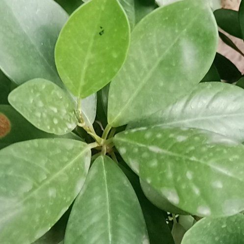 Photo of the plant species Karaka by @AliveGinseng25 named Lavender on Greg, the plant care app