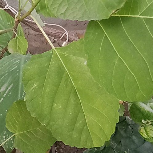 Photo of the plant species Common Cottonwood by @AliveGinseng25 named Kobe on Greg, the plant care app