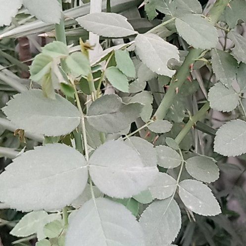 Photo of the plant species Nootka Rose by @AliveGinseng25 named Demi on Greg, the plant care app