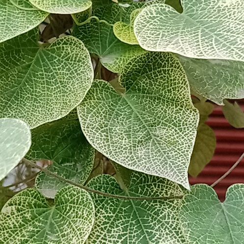 Photo of the plant species Judas Tree by @AliveGinseng25 named Cleopatra on Greg, the plant care app