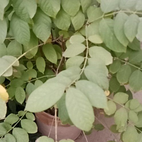 Photo of the plant species Coralberry by @AliveGinseng25 named Bieber on Greg, the plant care app