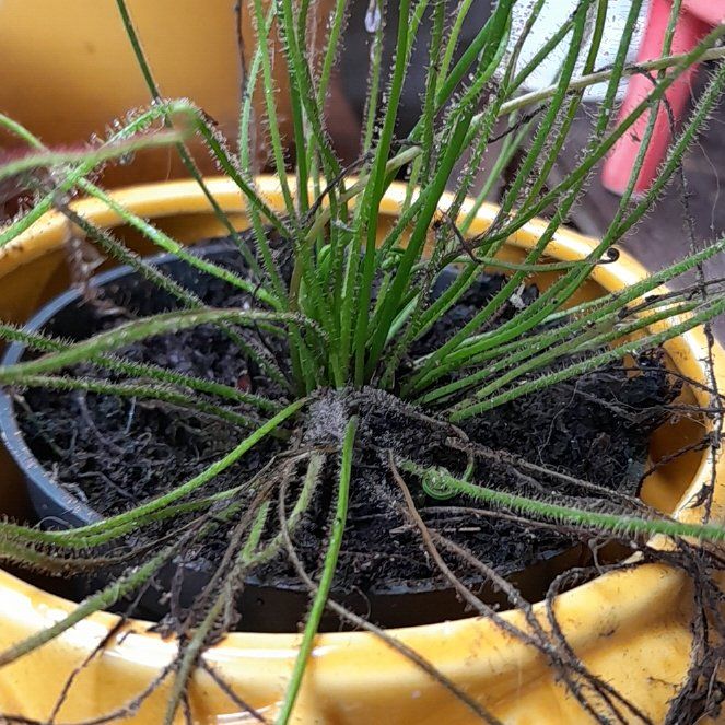 Photo of the plant species Filiformis by @RulerGinger65 named Marley on Greg, the plant care app