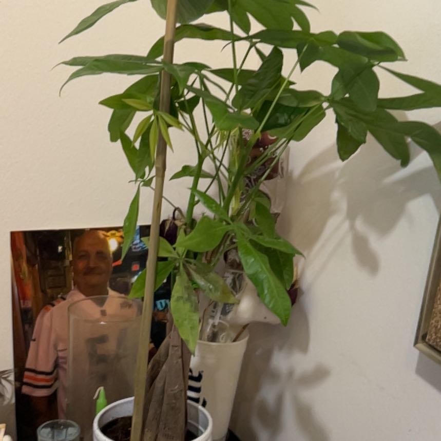 Photo of the plant species Pachira by @FabBeans78 named Leo on Greg, the plant care app