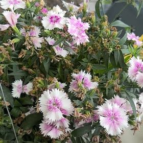 Photo of the plant species Sweet William by @TopnotchMint84 named Messi on Greg, the plant care app
