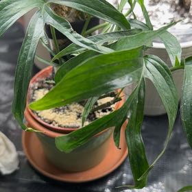 Photo of the plant species zippelianum by @WholeJade24 named Denali on Greg, the plant care app