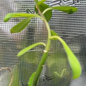 Photo of the plant species African Milk Bush by @WholeJade24 named Dolores on Greg, the plant care app
