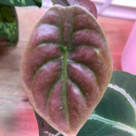Photo of the plant species Alocasia Red Cuprea by @WholeJade24 named Sahara on Greg, the plant care app