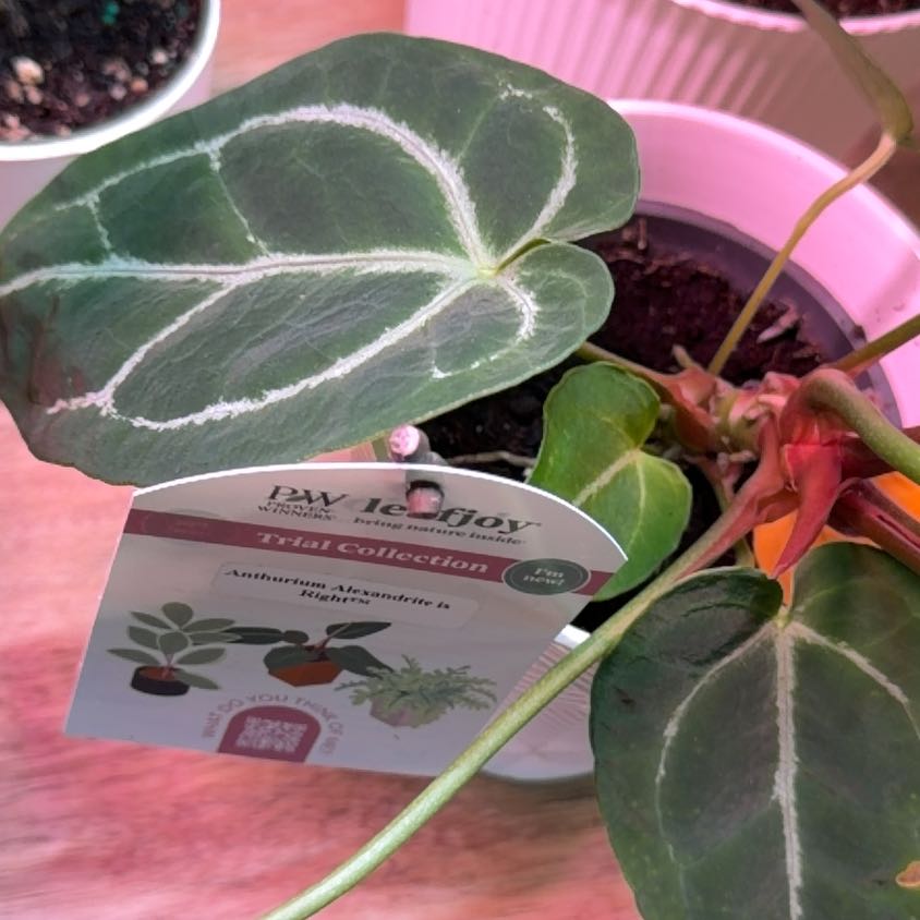 Photo of the plant species Anthurium alexandri by @WholeJade24 named Khaleesi on Greg, the plant care app