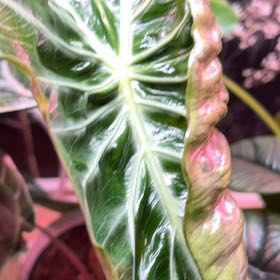 Photo of the plant species Africian Black Mask by @WholeJade24 named Jabari on Greg, the plant care app