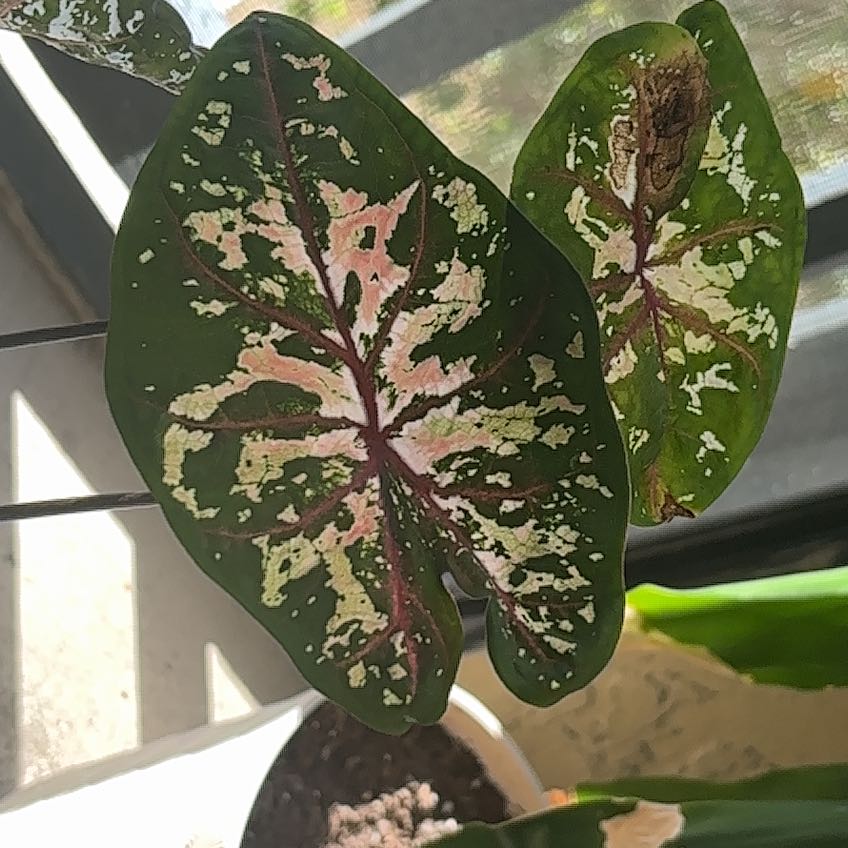 Photo of the plant species Fiesta Caladium by @BrotherCashew8 named Anne on Greg, the plant care app