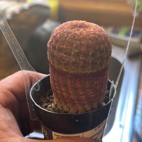 Photo of the plant species Rainbow Hedgehog Cactus by @YardDodder56 named Demi on Greg, the plant care app