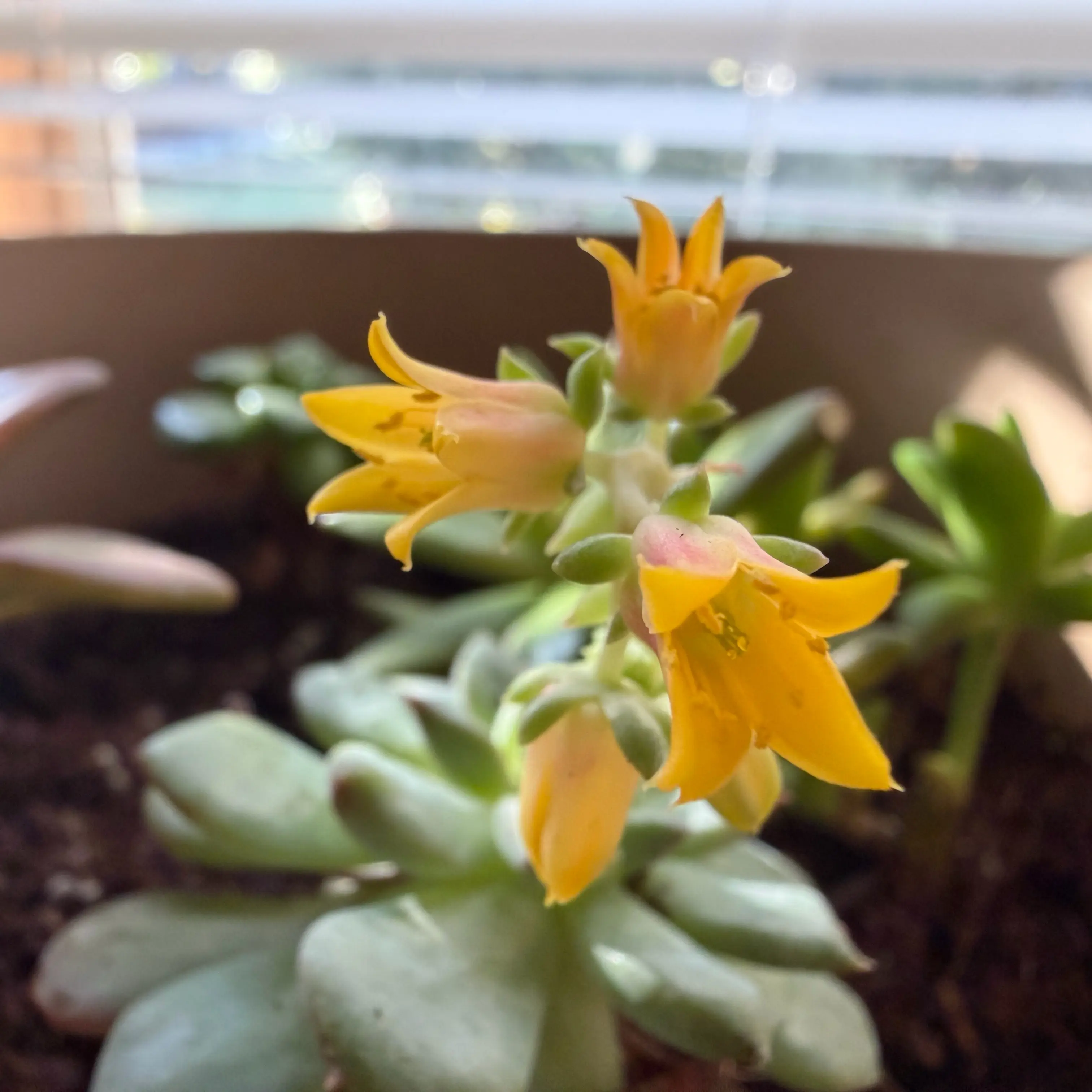 Photo of the plant species Echeveria Ruby Kissed by @YardDodder56 named Taylor Swift on Greg, the plant care app