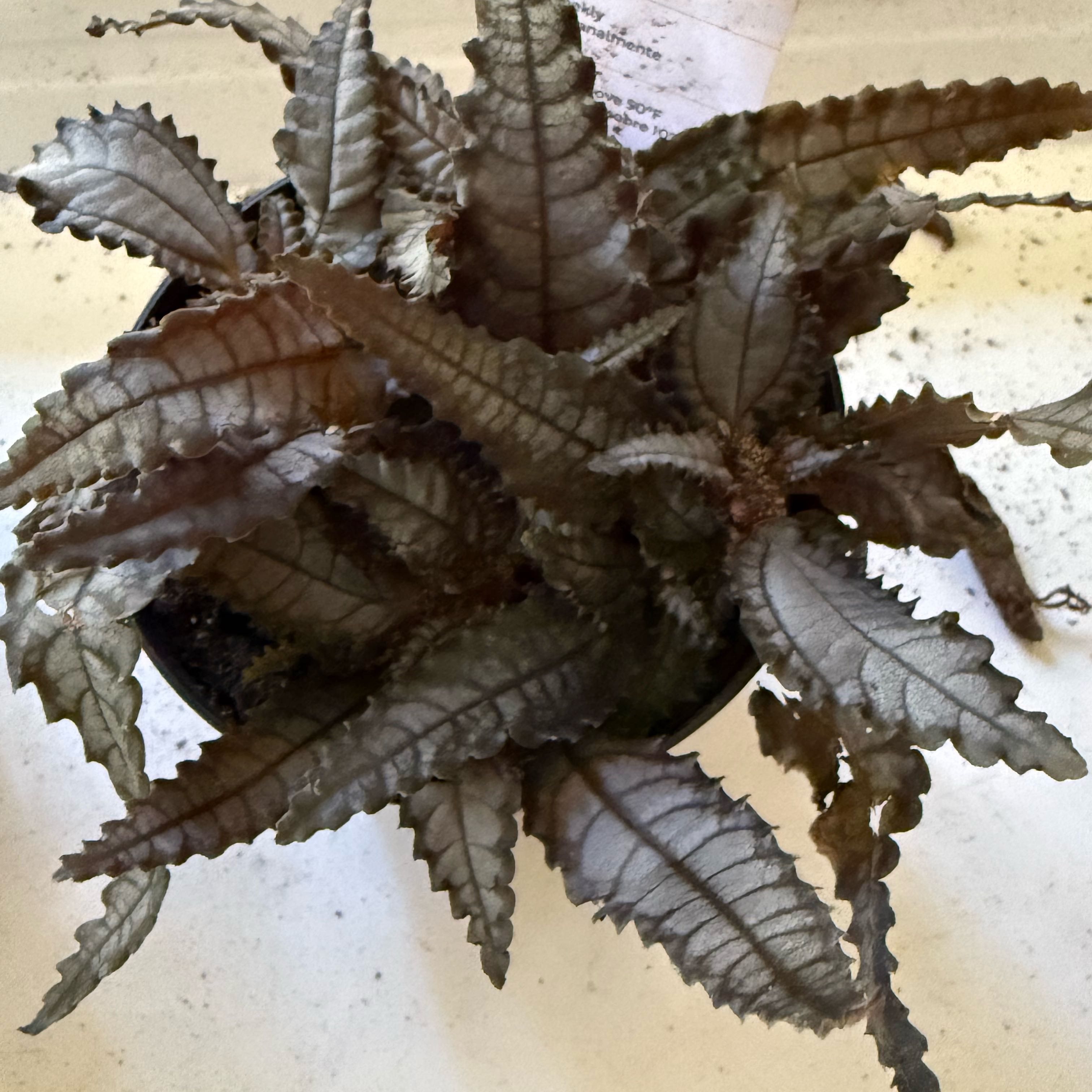 Photo of the plant species Pilea 'Black Mystery' by @Mrs_vlucas named Maya on Greg, the plant care app