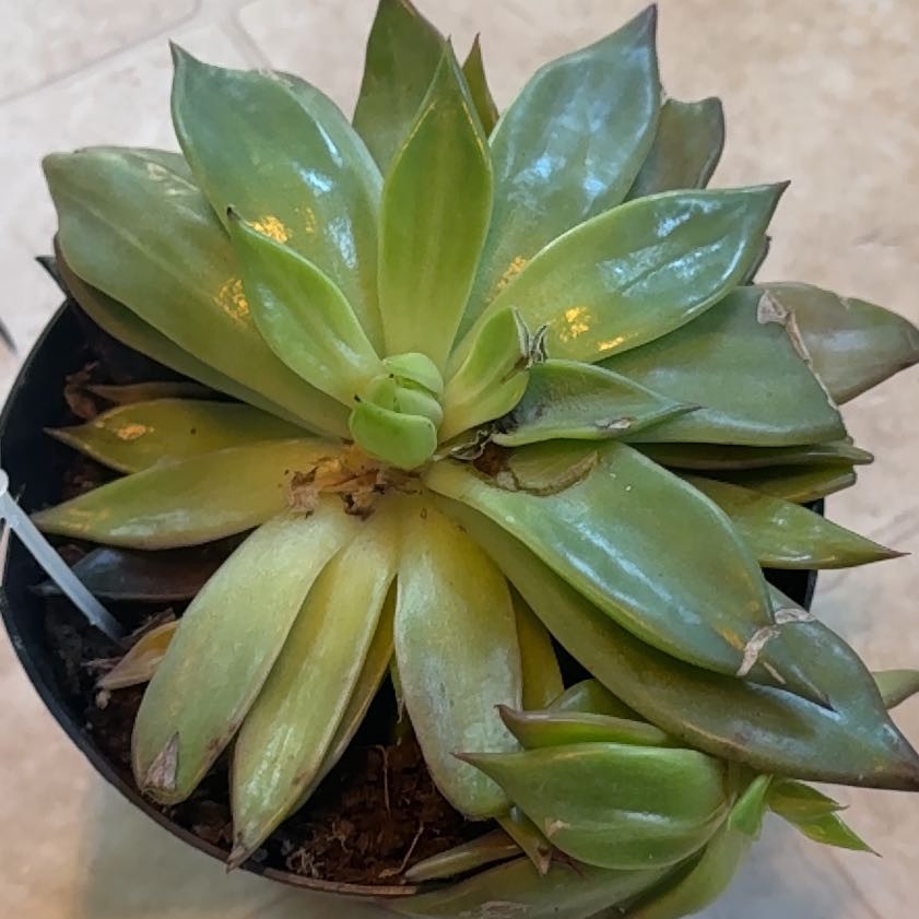 Photo of the plant species Giant Chalk Dudleya by @Mrs_vlucas named Kesha on Greg, the plant care app