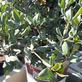 Photo of the plant species Karo by @VividCowpea27 named Osmo on Greg, the plant care app