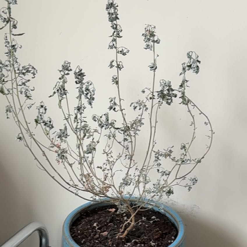 Photo of the plant species Weeping cherry blossom tree by @HipComet79 named Sage on Greg, the plant care app