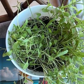 Photo of the plant species Creeping Phlox by @AssuredAnacua68 named Michelle Branch on Greg, the plant care app
