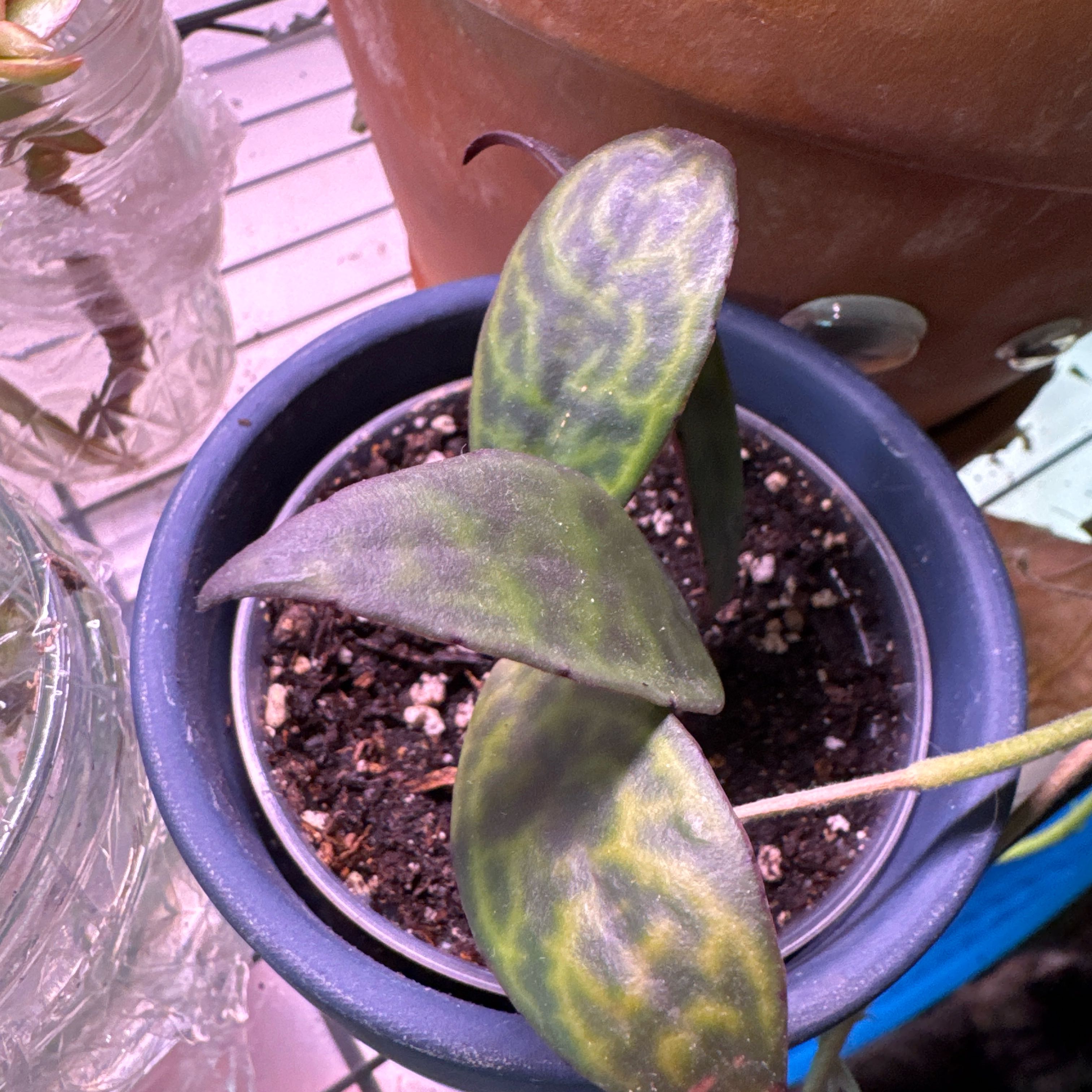 Photo of the plant species Zebra Basket Vine by @PeakBibi92 named Osmo on Greg, the plant care app