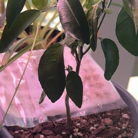 Photo of the plant species Grapefruit Tree by @PeakBibi92 named Diana on Greg, the plant care app