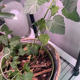 Photo of the plant species Lamium 'Marshmallow' by @PeakBibi92 named Plato on Greg, the plant care app