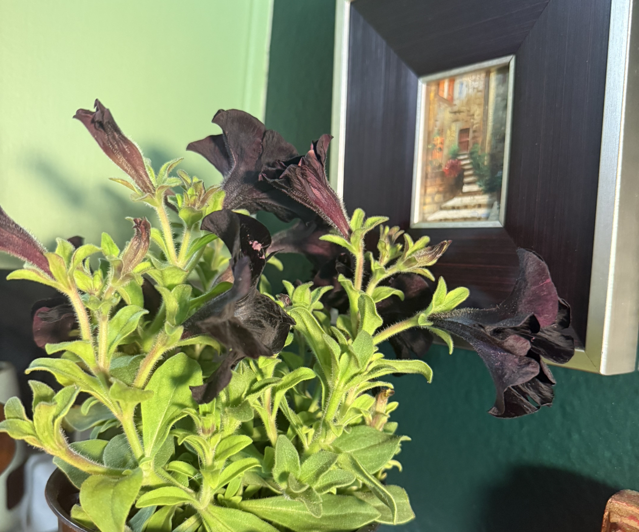 Photo of the plant species Black Mamba by @TiptopApricot named Elina on Greg, the plant care app