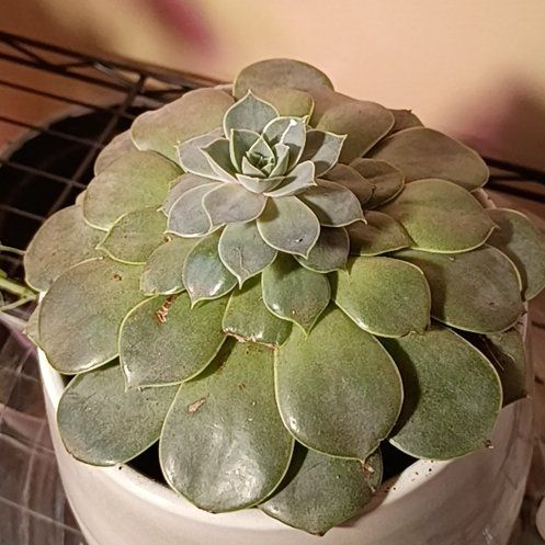 Photo of the plant species Shattering Echeveria by @MightyElkweed named Echeveria on Greg, the plant care app