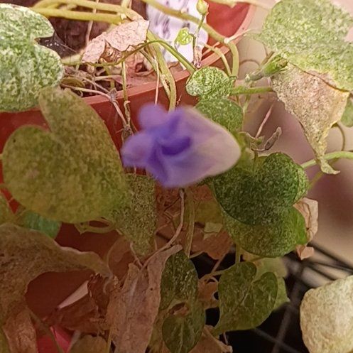 Photo of the plant species Ivyleaf Morning-Glory by @MightyElkweed named Baesil on Greg, the plant care app