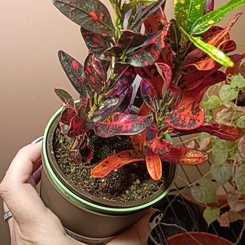 Photo of the plant species Croton Burning Bush by @MightyElkweed named Frank n' Furter on Greg, the plant care app
