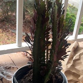 Photo of the plant species Mermaid tail cactus by @SportySapote60 named Bigleef Smalls on Greg, the plant care app
