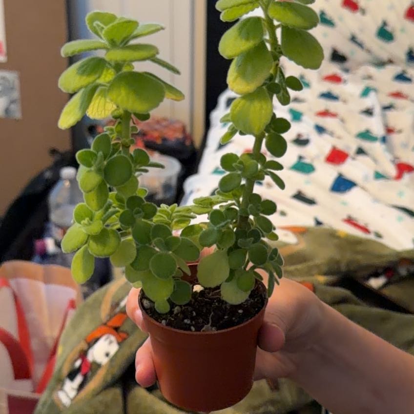Photo of the plant species Vick's Plant by @AnewBroom named Tweek on Greg, the plant care app