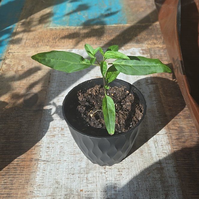 Photo of the plant species Tropical Milkweed by @BossMikimiki41 named Achilles on Greg, the plant care app