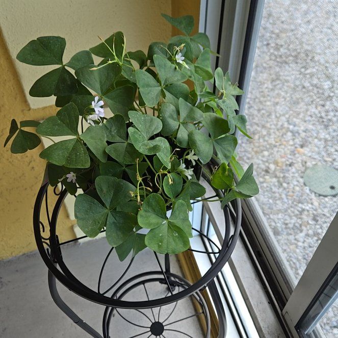 Photo of the plant species Irish Shamrock by @BossMikimiki41 named Sherlock on Greg, the plant care app