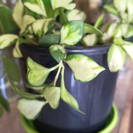 Photo of the plant species Hoya heuschkeliana by @RestfulRadish63 named Surya on Greg, the plant care app