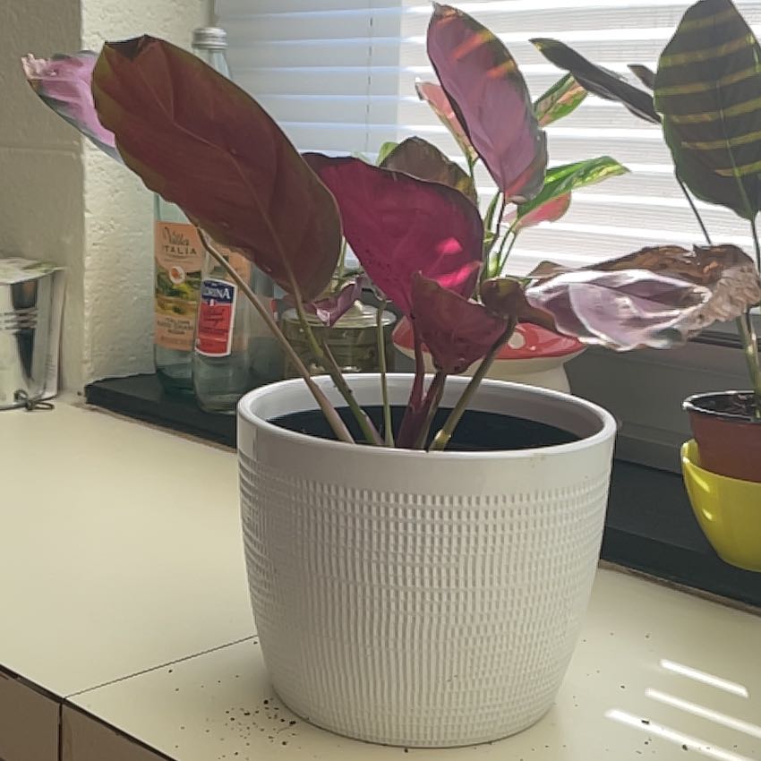 Photo of the plant species Calathea 'Pink Star' by @ResilientTutu73 named Pink Star on Greg, the plant care app