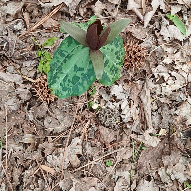 Photo of the plant species Prairie Trillium by @TryBeans93 named Doja Cat on Greg, the plant care app